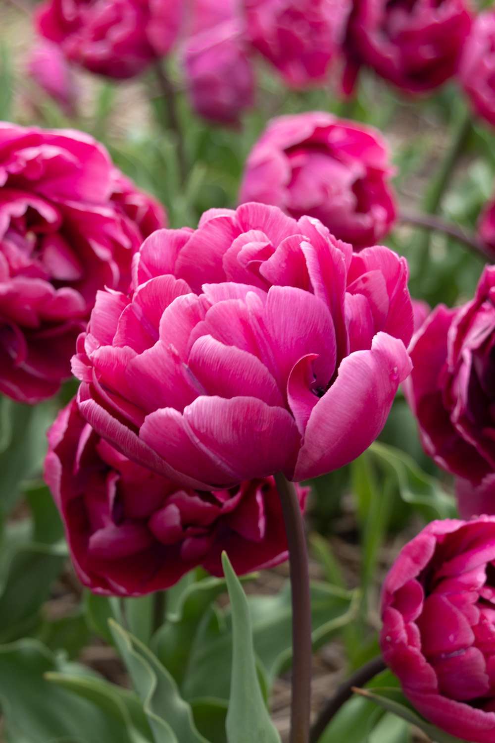 Tulpan 'Rosy Diamond'